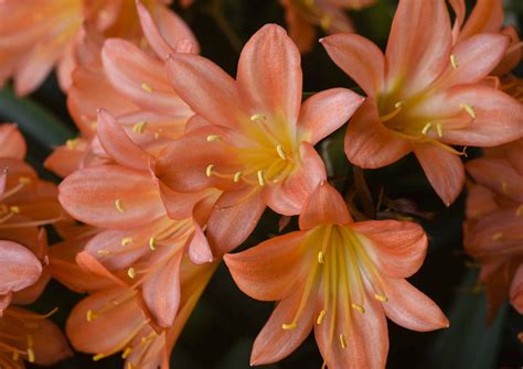 Clivias | Planting & Growing Clivias with Lifestyle Home Garden