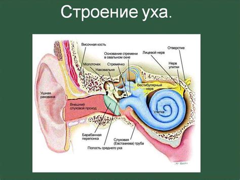 Органы чувств человека - презентация онлайн