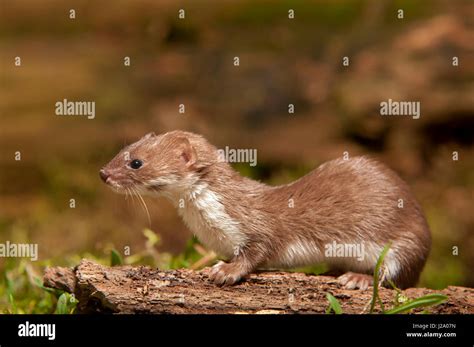Rotes wiesel -Fotos und -Bildmaterial in hoher Auflösung – Alamy