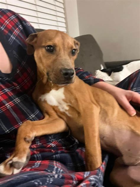 Dog for Adoption - Grogu, a American Pit Bull Terrier in Kettering, OH ...