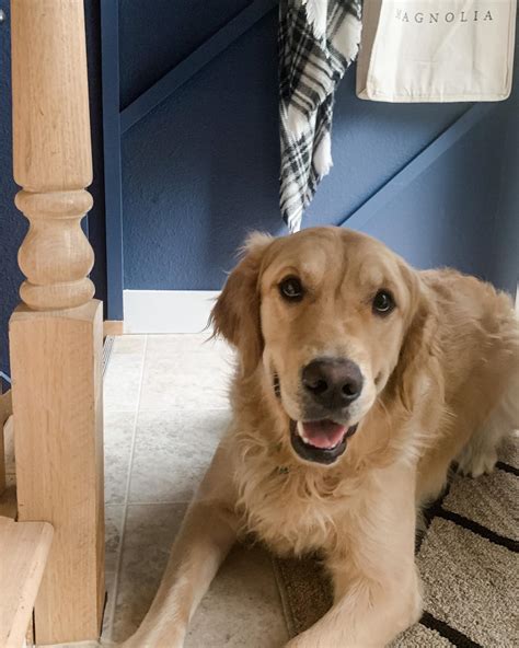 Park+Alley - Happy hump day! 🐾 My golden retriever puppy...