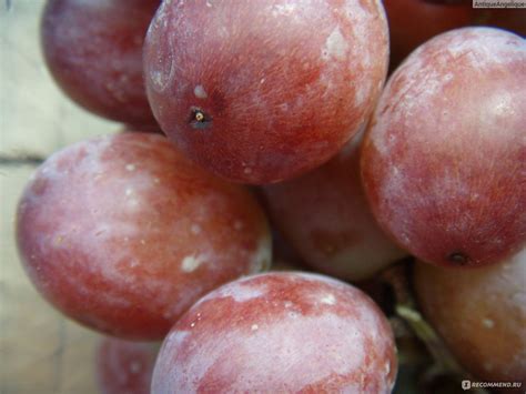 Живая ягода Sainsbury's Red Seedless Grapes / Bиноград Цельный на Ветке ...