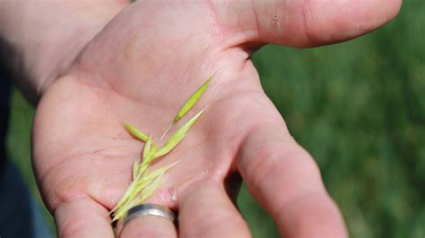 Oats - Celiac Canada