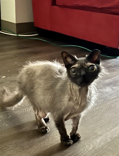 Ugliest Cat Alive