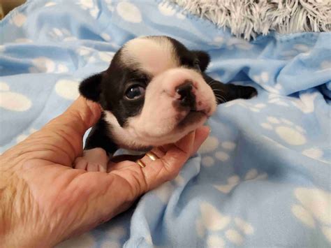 Boston Terrier (Bostie) Puppies For Sale - AKC PuppyFinder