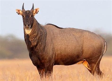 Nilgai - Alchetron, The Free Social Encyclopedia
