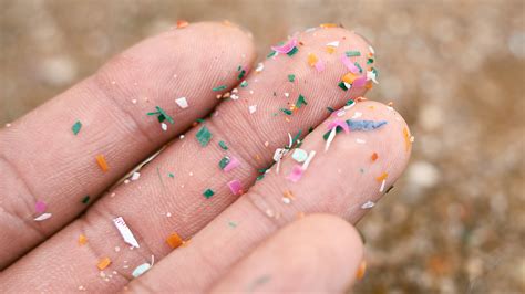 Microplastics are everywhere. What does that mean for our immune