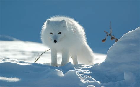 winter animal list 6