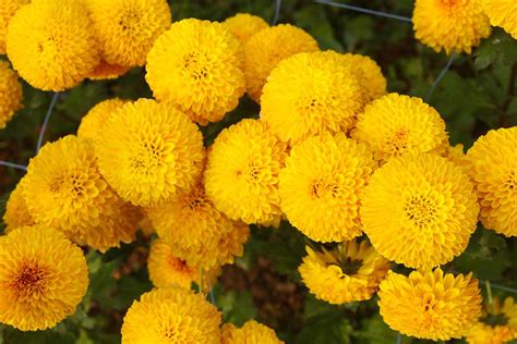 Tips for Growing African Marigolds | Gardener’s Path