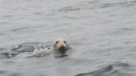 Rare Albino Seal – Serenity Farne Islands Boat Tours and Trips