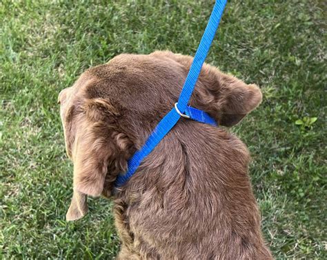 How to Use a Slip Lead on a Dog (With Photos!) | Superb Dog