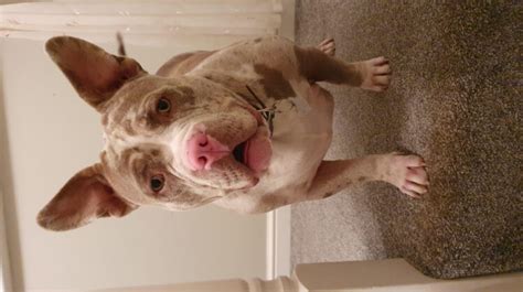 The Pocket Bully Dog: Breed Information and Characteristics - Dogsintl