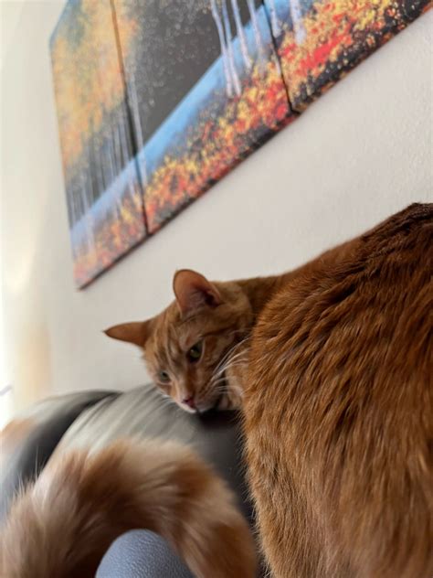 One year old cat has stomatitis and FIV and I’m opting for a full mouth