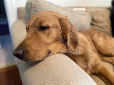 Poor guy is really struggling post-op. :( : r/goldenretrievers