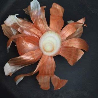 8 Amazing Onion Skin Uses and Benefits for Gardening - Farming Pedia