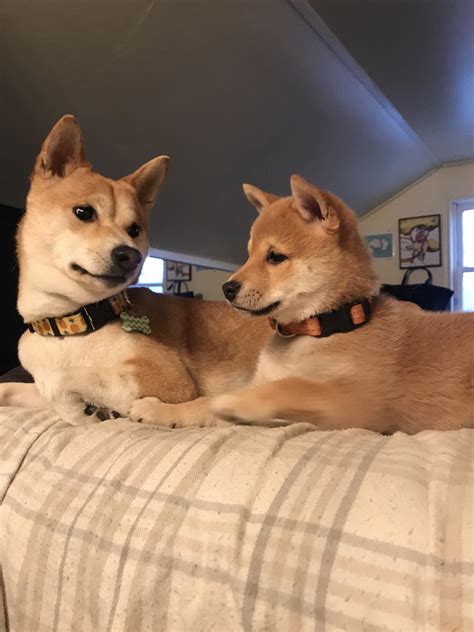 My adult Shiba is very suspicious of the new puppy. I think they're