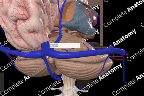 putamen complete anatomy