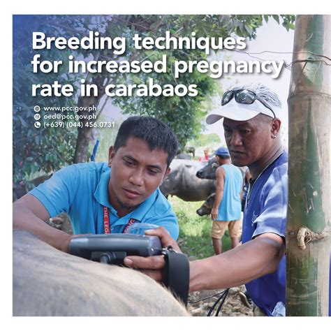 DA-PCC at DMMMSU... - DA-Philippine Carabao Center at DMMMSU | Facebook