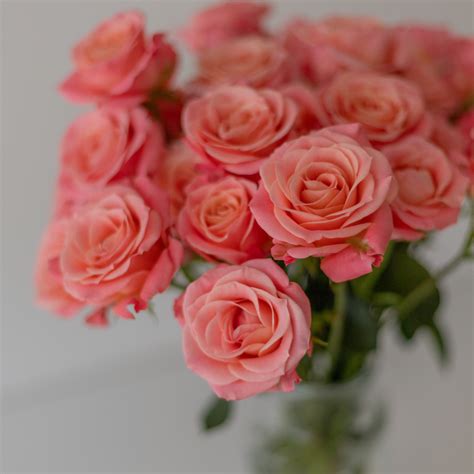 Peachy Pink Jewel - Ponte Tresa