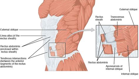 Bulgarian Split Squats Muscles Worked & Benefits (2025) - Lift Vault