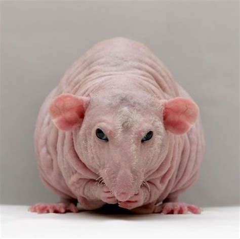 stressed hairless rat relaxing  white floor funny bald rat naked