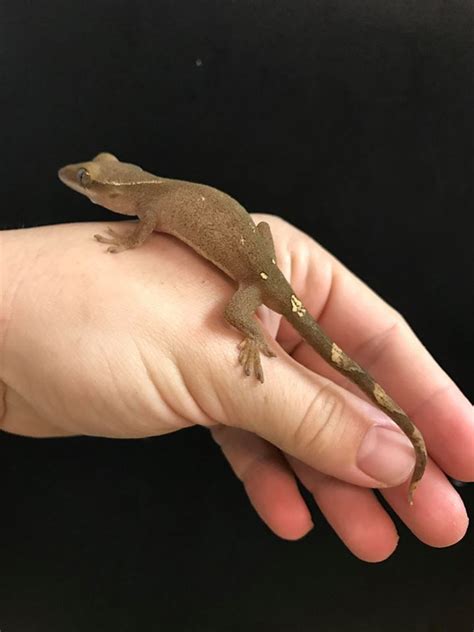 Sarasinorum Geckos for sale | Snakes at Sunset