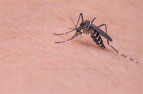 Komar - rodzaje, ciekawostki, długość życia - » Biolog Terenowy