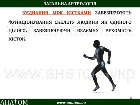 4 – ARTHROLOGIA – АНАТОМ | ANATOM.UA