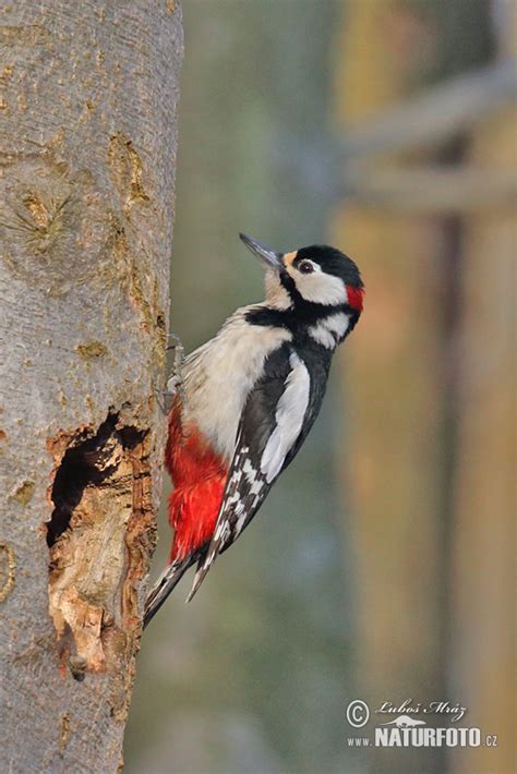 Dendrocopos major Pictures, Great Spotted Woodpecker Images, Nature ...