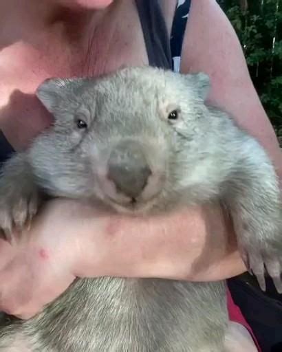 pin de freddyaca en  de animales tiernos  divertidos de