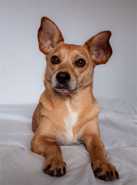 Big Dog Ears Pointy Stock Photos - Free & Royalty-Free Stock Photos ...