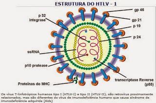 Enem O Virus Linfotropico - HTLV (VÍRUS LINFOTRÓPICO DA CÉLULA HUMANA) ~ Sexualidade, doenças ...