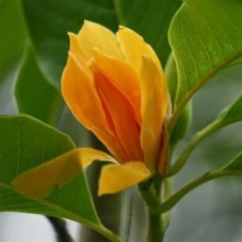 son champa son chafa michelia champaca orange plant  natural