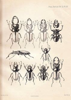 Dung beetle drawing | WildlifeUnderFoot | Pinterest | Nice, Botanical ...