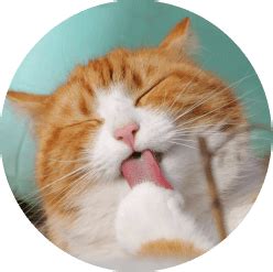 catty.png | AgroHebat.com