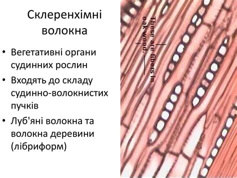 Анатомія та морфологія вищих рослин - презентация онлайн