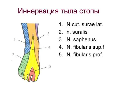 Топографическая анатомия нижней конечности - презентация онлайн