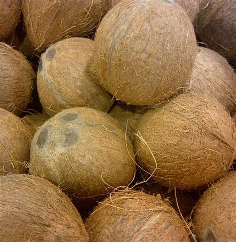 berita fakta kelapa terbaru hari  bobo