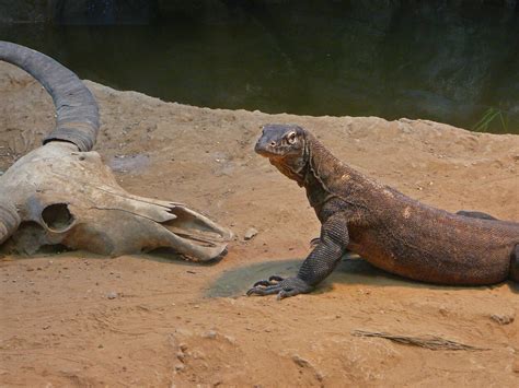 Komodo Dragon – Clyde Peeling's Reptiland