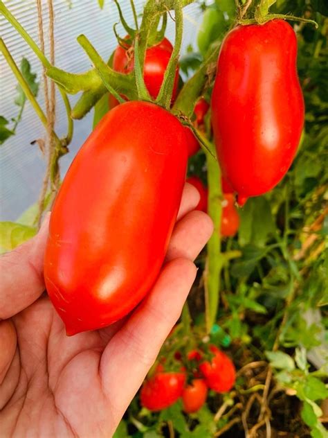 Томат Стерлядь: описание сорта, ОТЗЫВЫ, фото tomatland.ru
