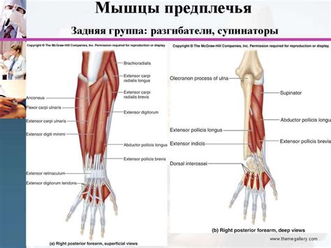 Мышцы, фасции, топография плеча, предплечья - презентация онлайн