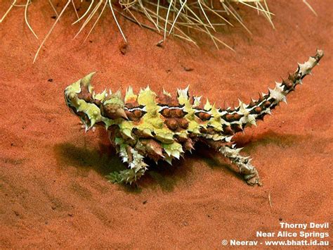 Thorny Devil Wallpapers - Wallpaper Cave