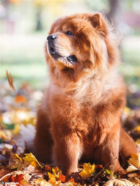 Chow Chow Coat Colors | Coats and Colors