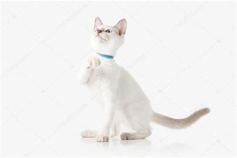 Котёнок. Тайский кот на белом фоне, Артикул: 124962026 | Котенок, Кот ...
