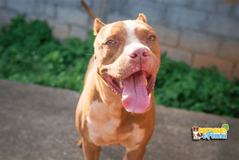 Pitbull Red Nose Branco E Marrom - Pitbull Red Nose Branco e Marrom: Características e Particularidades da ...