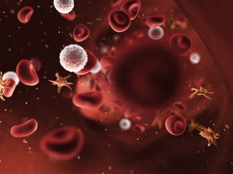 Vessel Red Blood Cells - vrogue.co