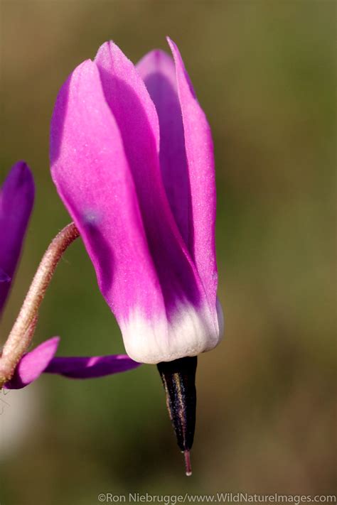 Denali National Park | Photos by Ron Niebrugge