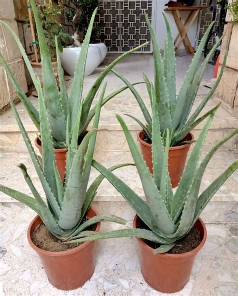 Detail Gambar Tumbuhan Lidah Buaya Koleksi Nomer 54