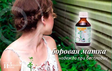 Боровая матка. Лечение. Применение