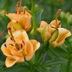 Lilium hybrida 'Apricot Fudge'